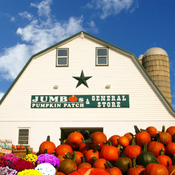 best pumpkin patches in maryland - jumbo's pumpkin patch