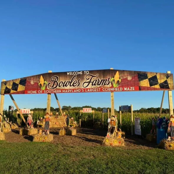 best pumpkin patches in maryland - bowles farm