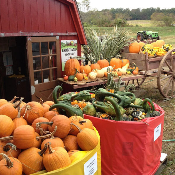 best pumpkin patches in maryland - sharp's at waterford farm