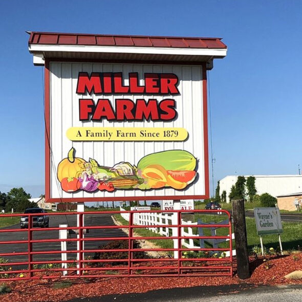 best pumpkin patches in maryland - miller farms