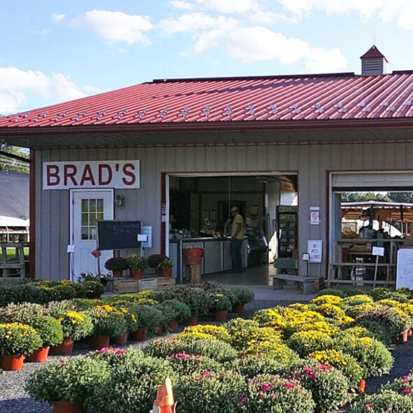 best pumpkin patches in maryland - brad's farm market