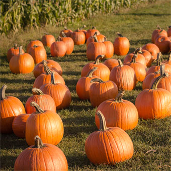 20 Best Pumpkin Patches and Fall Farms in Maryland (2024)